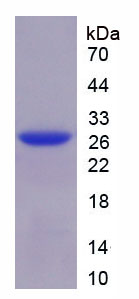 Recombinant Podocin (PDCN)