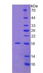 Recombinant Podocin (PDCN)