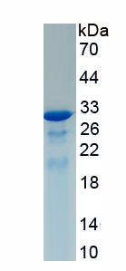 Recombinant Fucosyltransferase 3 (FUT3)