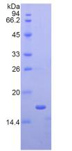 Recombinant Chemerin (CHEM)