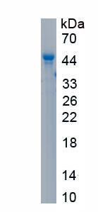 Recombinant Chemerin (CHEM)