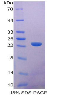 RPA952Mu01.jpg