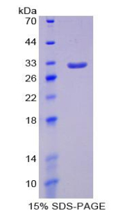 RPA953Mu01.jpg