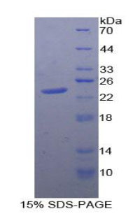 Recombinant Protein Tyrosine Phosphatase Receptor Type N (PTPRN)