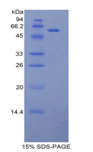 Recombinant L1-Cell Adhesion Molecule (L1CAM)