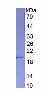 Recombinant Sialic Acid Binding Ig Like Lectin 5 (SIGLEC5)