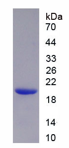 Recombinant Sialic Acid Binding Ig Like Lectin 5 (SIGLEC5)