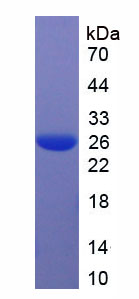 Recombinant Sialoadhesin (SN)