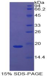 Recombinant Cyclophilin A (CYPA)