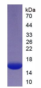 Recombinant Endoglin (ENG)