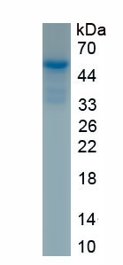 Recombinant P-Selectin Glycoprotein Ligand 1 (PSGL1)