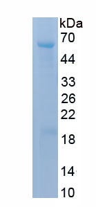 Recombinant Cytochrome P450 2E1 (CYP2E1)