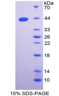 Recombinant Ghrelin (GHRL)