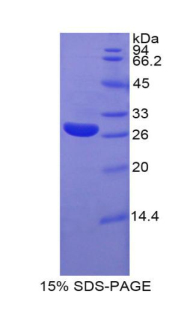 Recombinant Glypican 4 (GPC4)