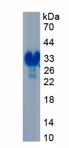 Recombinant Cluster Of Differentiation 320 (CD320)