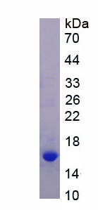 Recombinant Low Density Lipoprotein Receptor Related Protein 1 (LRP1)