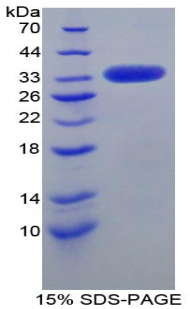 Recombinant Low Density Lipoprotein Receptor Related Protein 1 (LRP1)