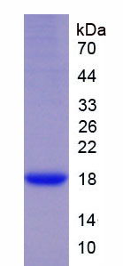 Recombinant Integrin Associated Protein (IAP)