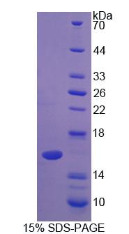 Recombinant Alpha-Lactalbumin (aLA)