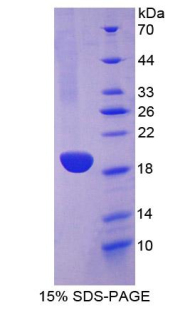 Recombinant Alpha-Lactalbumin (aLA)