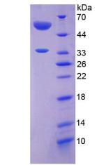 Recombinant Angiopoietin Like Protein 4 (ANGPTL4)