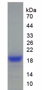 Recombinant Angiopoietin Like Protein 4 (ANGPTL4)