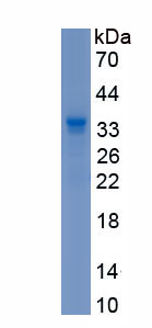 Recombinant Amyloid Precursor Protein (APP)