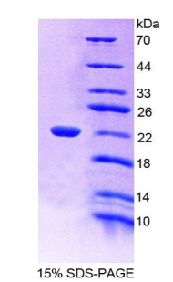 Recombinant Beta-Lactoglobulin (bLg)