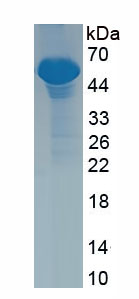 Recombinant Integrin Alpha 2B (ITGa2B)