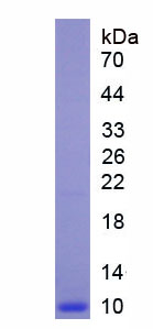 Recombinant Dickkopf Related Protein 2 (DKK2)