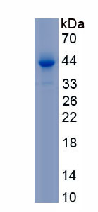 Recombinant Surfactant Associated Protein D (SPD)