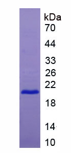 Recombinant Tumor Necrosis Factor Receptor Superfamily, Member 7 (TNFRSF7)