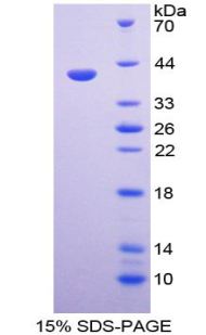RPB054Hu01.jpg