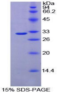 Recombinant Cluster Of Differentiation 15 (CD15)
