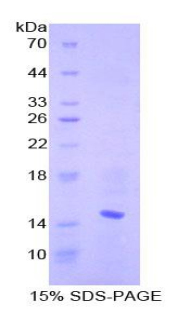 Recombinant Chemokine (C-C motif) ligand 6 (CCL6)