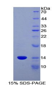 Recombinant Chemokine (C-C motif) ligand 6 (CCL6)