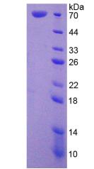 Recombinant Heat Shock 70kDa Protein 1 Like Protein (HSPA1L)