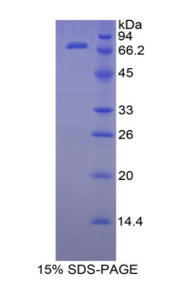 Recombinant Heat Shock 70kDa Protein 1 Like Protein (HSPA1L)