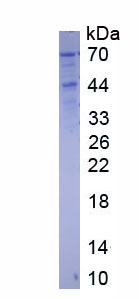 Recombinant Heat Shock 70kDa Protein 1 Like Protein (HSPA1L)