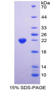 Recombinant Alanine Aminopeptidase (AAP)