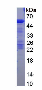 Recombinant Alanine Aminopeptidase (AAP)