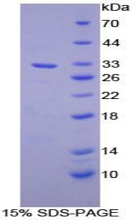 Recombinant Alanine Aminopeptidase (AAP)