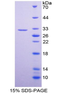 RPB066Hu01.jpg