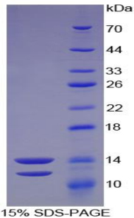 RPB067Hu01.jpg