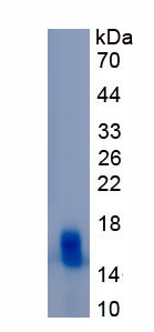 Recombinant Interleukin 12 Receptor Beta 2 (IL12Rb2)