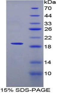 Recombinant Interleukin 12 Receptor Beta 2 (IL12Rb2)