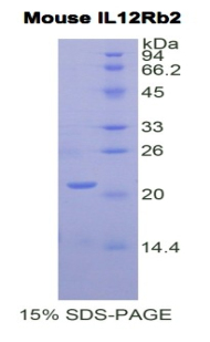 Recombinant Interleukin 12 Receptor Beta 2 (IL12Rb2)