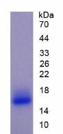 Recombinant Polymeric Immunoglobulin Receptor (PIGR)