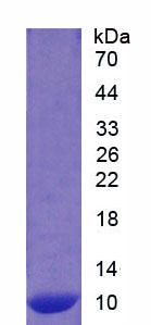 Recombinant S100 Calcium Binding Protein A12 (S100A12)