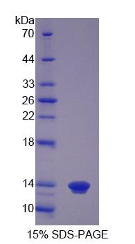 Recombinant S100 Calcium Binding Protein A12 (S100A12)